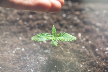 Güneşte tohum ekmek, kapalı mekanda marihuana yetiştirmek. Küçük bir esrar fideleri bitkisi. Bitkisel kenevirin sahnesi. ışık renk tonlarını sızdırır
