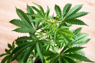 arkaplan yeşili yetiştirme esrar, marihuana bitkileri, kenevir CBD, kenevir yetiştirme indica, marihuana yaprakları,