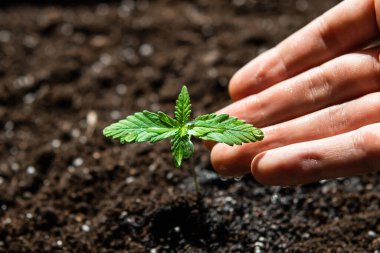 Kapalı mekândaki bir marihuana Macro 'da tarım. Küçük bir esrar fideleri bitkisi. Bitkisel kenevirin sahnesi. Güneşte tohum ekiyorum.,