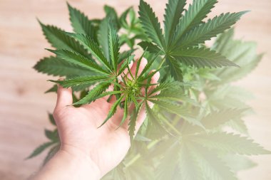 arka plan yeşil tarım esrarı, marihuana bitkileri, kenevir CBD, ev yapımı kenevir indica, marihuana yaprakları,