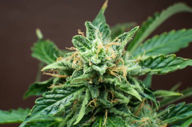 Ot 'ta CBD THC var. Detaylı olarak taze yeşil ot. Makro trikos kenevir. Marihuana tomurcuğu yakın. Hint çiçeği..