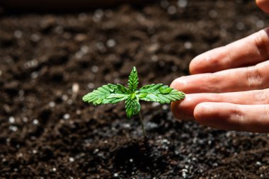 Küçük bir esrar fideleri bitkisi. Kapalı mekândaki bir marihuana Macro 'da tarım. Bitkisel kenevirin sahnesi. Güneşte tohum ekiyorum.,
