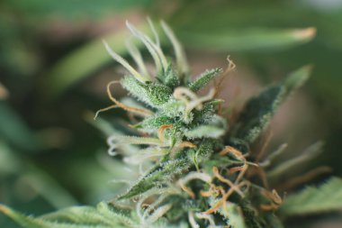 Tomurcuklar evde esrar yetiştiriyor. Tıbbi marihuana CBC. Indica ve Sativa Tıp Fakülteleri Kenevir tomurcuğu. Bud kenevir hasattan önce.