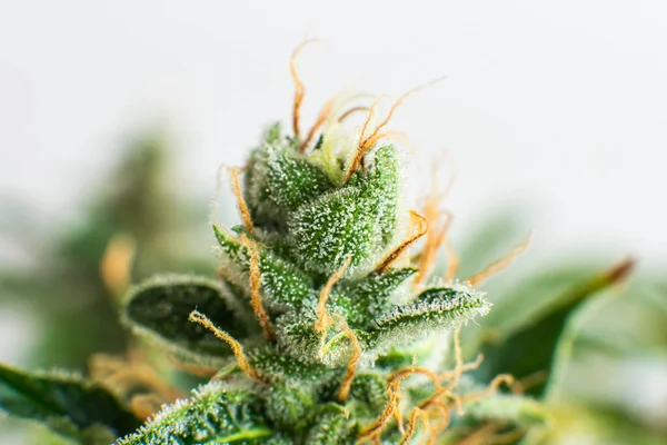 Cbd Thc Hrnci Čerstvě Zelená Tráva Detailech Makro Trichomes Cannabis — Stock fotografie