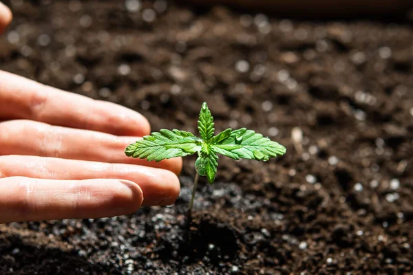 Küçük bir esrar fideleri bitkisi. Bitkisel kenevirin sahnesi. Güneşte tohum ekmek, kapalı mekanda marihuana yetiştirmek..