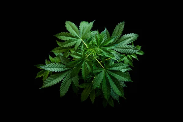 Marijuana Vegetation Växter Svart Bakgrund Hampa Cbd Odla Cannabis Indica — Stockfoto