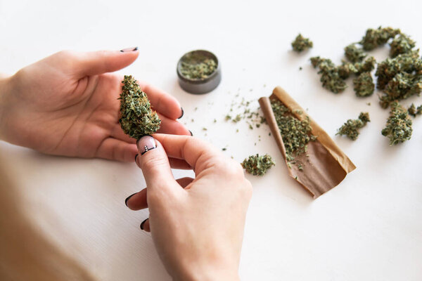 использование марихуаны. Женщина готовит и катит марихуану марихуану. Крупным планом марихуаны с молотилкой. Женщина катит тупой канабис на белом фоне
.