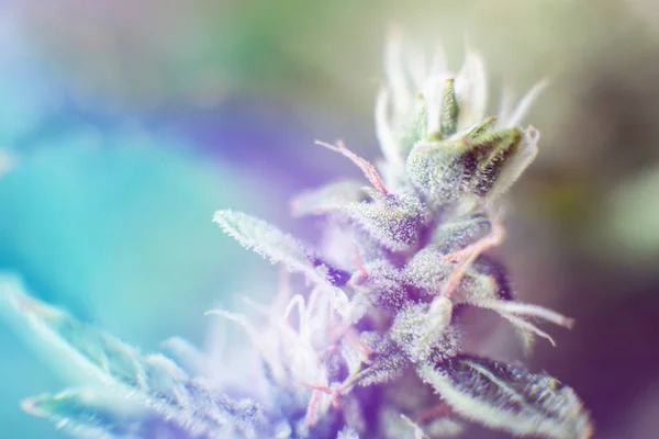 Indica and Sativa medical universities Cannabis bud. Concepts of legalizing herbs weed. medicinal marijuana cbd thc. Macro shot with sugar trichomes.