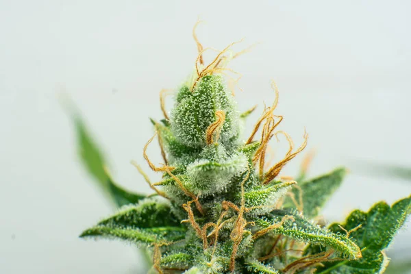 Färskt Grönt Gräs Detalj Indica Blomma Cbd Thc Pot Makrotrikomer — Stockfoto