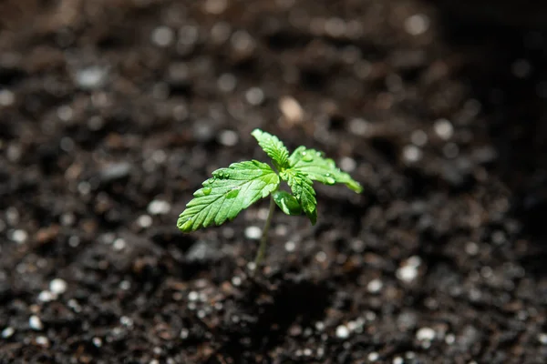 Cannabisfröplanta Liten Planta Odling Inomhus Marijuana Macro Seedling Marken Solen — Stockfoto