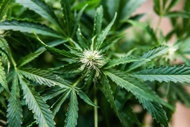 Güzel bir çiçek elinde bir kenevir. Marihuananın çiçekli makro görüntüsü. Çiçeklenme dönemi kenevirinin başlangıcı. İçerde ot yetiştir.