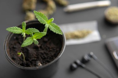 Marihuana yetiştirme konsepti. İçerde ot yetişiyor. Siyah arka planda esrar filizleniyor. makro.