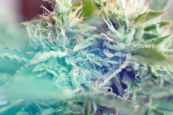 Macro shot with sugar trichomes. medicinal marijuana cbd thc. Bud cannabis before harvest. buds grown cannabis in the house. Concepts of legalizing herbs weed.