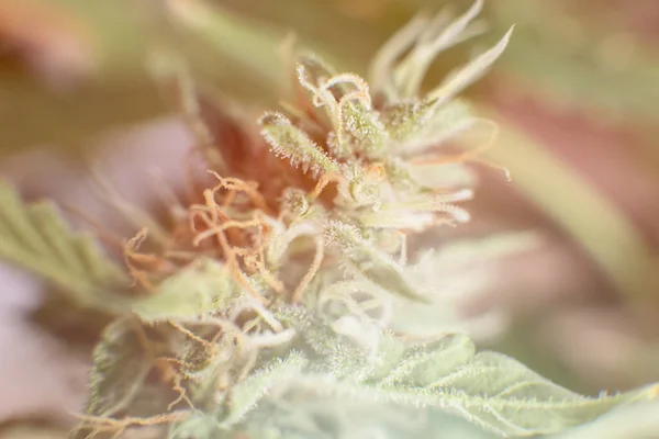 잡초를 합법화한다는 집안에서 재배하였다 매크로는 홈으로 수확하기 대마초 의학용 마리화나 — 스톡 사진