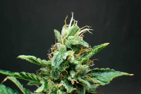 Broto Marijuana Perto Macro Tricomas Cannabis Flor Indica Erva Verde — Fotografia de Stock