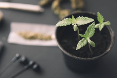 İçerde ot yetişiyor. Makro. Marihuana yetiştirme konsepti. Siyah arka planda esrar filizlenmesi.