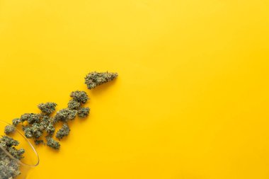 Kopya uzayı için arkaplan. Taze marihuana. Sarı arka planda esrar tomurcukları. Kenevirin yasallaştırılması. Üst Manzara. Kenevir tomurcuklarına ilişkin CBD ve THC.