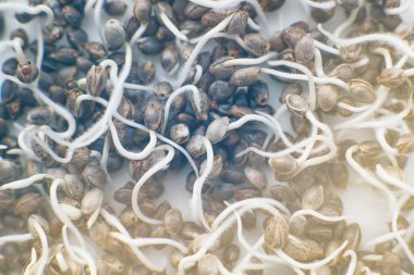 Yakın çekim makro. Tohumlanmış kenevir tohumu. Uçan kenevir. Kenevir tohumu satışı. Beyaz arka planda kök var. Makro fotoğraf ekimi tohumları. Marihuana tohumları. Pek çok filizlenen kenevir tohumu.