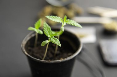 Siyah arka planda esrar filizleniyor. Kapat. İçerde ot yetişiyor. Marihuana yetiştirme kavramı.