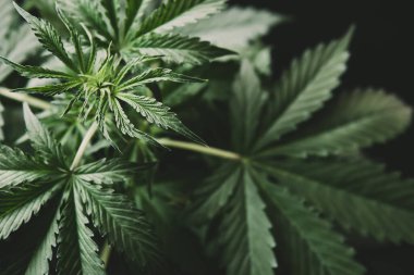 arkaplan yeşili, marihuana bitkileri, büyüyen kenevir İndika, kenevir CBD, tarım esrar, marihuana yaprakları,