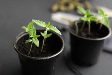 İçerde ot yetişiyor. Siyah arka planda esrar filizleniyor. Marihuana yetiştirme konsepti. Kapat..