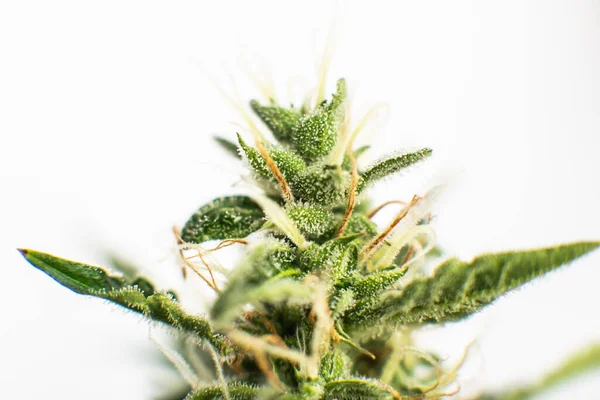 収穫前に大麻を芽 ハーブ雑草の合法化の概念 芽は大麻を栽培した インドとサティバ医療大学大麻の芽 薬用マリファナCbd — ストック写真