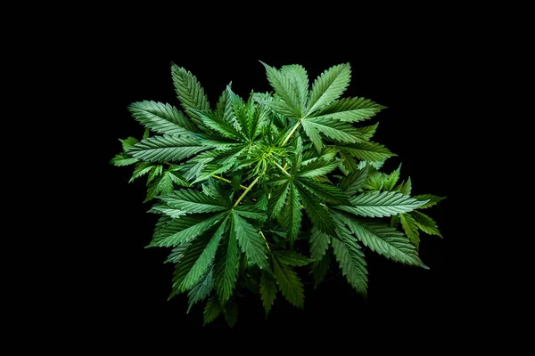 Μαριχουάνα Φυτά Βλάστησης Μαύρο Φόντο Κάνναβης Cbd Πράσινο Φόντο Καλλιέργεια — Φωτογραφία Αρχείου
