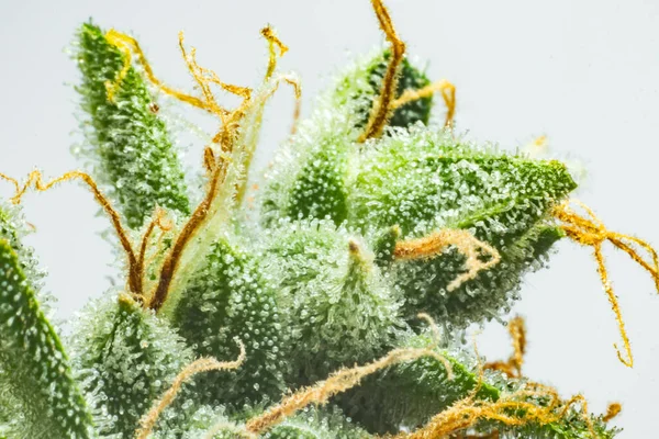 Macro Tricomas Cannabis Flor Indica Erva Verde Fresca Detalhes Cbd — Fotografia de Stock