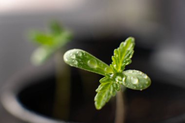 Küçük bir esrar fideleri bitkisi. Kapalı bir marihuanada tarım. Üst Manzara. Güneşte tohum ekmek, bitkisel kenevirin sahnesi..
