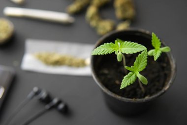 Siyah arka planda esrar filizleniyor. İçerde ot yetişiyor. Makro. Marihuana yetiştirme kavramı.