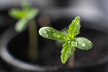 Küçük bir esrar fideleri bitkisi. Kapalı bir marihuanada tarım. Bitkisel kenevirin sahnesi. Yaklaş. Güneşte tohum saçıyorsun.,