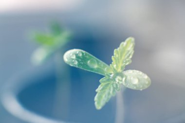 Küçük bir esrar fideleri bitkisi. Güneşte tohum ekiyorum, Macro. Kapalı bir marihuanada tarım. Bitkisel kenevir sahnesi.