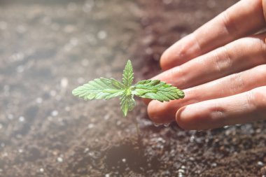 Kapalı mekândaki bir marihuana Macro 'da tarım. Küçük bir esrar fideleri bitkisi. Bitkisel kenevirin sahnesi. Güneşte tohum tohumu, ışık renk tonları salıyor.