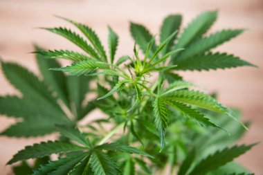 tarım esrarı, marihuana bitkileri, marihuana yaprakları, kenevir CBD, büyüyen kenevir indica, arka plan yeşili, üst görünüm