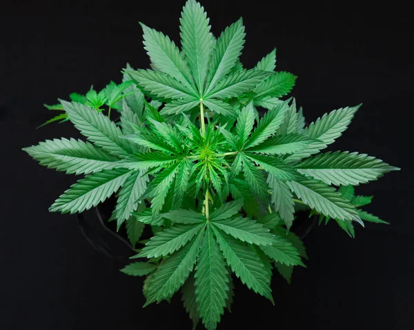 Coltivare Cannabis Indica Sfondo Nero Coltivare Cannabis Foglie Marijuana Sfondo — Foto Stock