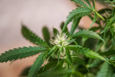 İçerde ot yetiştir. Marihuananın çiçekli makro görüntüsü. Çiçeklenme dönemi kenevirinin başlangıcı. Güzel bir çiçek Bir kenevir.