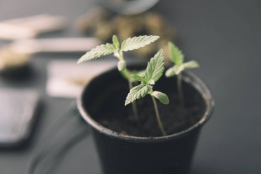 Marihuana yetiştirme konsepti. Siyah arka planda esrar filizleniyor. Kapat. İçerde ot yetişiyor..
