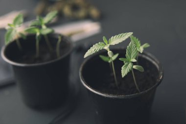 İçerde ot yetişiyor. Kapat. Siyah arka planda esrar filizleniyor. Marihuana yetiştirme kavramı.
