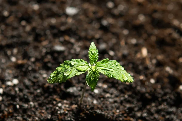 Küçük Bir Esrar Fideleri Bitkisi Kapalı Mekândaki Bir Marihuana Macro — Stok fotoğraf