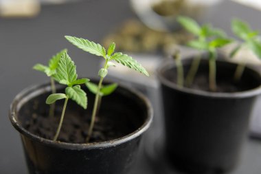 Marihuana yetiştirme konsepti. İçerde ot yetişiyor. Siyah arka planda esrar filizleniyor. Kapat..