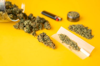 Kopyalama alanı için sarı arka planda esrar tomurcukları el ele tutuşur. Üst Manzara. Blunt ve Lighters. Kenevirin yasallaştırılması. Bitki öğütücü Taze marihuana. Kenevir tomurcuklarına ilişkin CBD ve THC.