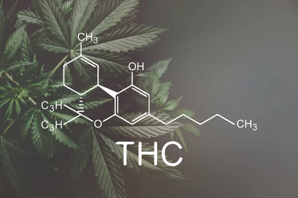 Формула Тгк Тетрагидроканнабинол Cbd Thc Elements Cannabis Growing Marijuana Despancery — стоковое фото