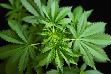 tarım esrar, büyüyen kenevir indica, kenevir CBD, marihuana bitkileri, marihuana yaprakları, arka plan yeşili,