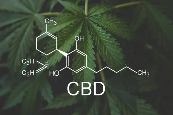 Cbd式 絶望的な仕事だ 大麻産業 カンナビノイドと健康 成長中のマリファナの医療用マリファナ CbdおよびThc要素 — ストック写真