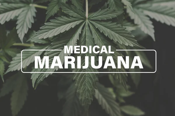 Marihuana Medicinal Cultivo Cannabis Cultivo Cannabis Indica Fondo Verde Hojas — Foto de Stock