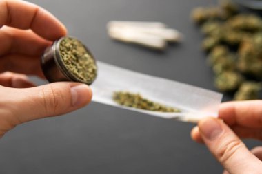 Esrarlı sarma, elinde öğütücü elinde taze marihuana, siyah masada esrar tomurcukları, yakın çekim.,