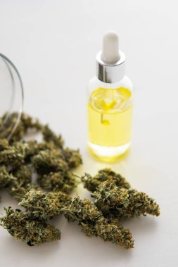 CBD kenevir yağı. Pipette bir şişe kenevir yağı, yakın çekim, kenevir ürünü, tıbbi marihuana konsepti, dikey çekim