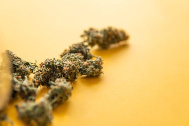 Kenevirin yasallaştırılması. Kenevir tomurcukları için CBD ve THC. Üst Manzara. Kopya uzayı için arkaplan. Taze marihuana. Sarı arka planda esrar tomurcukları.