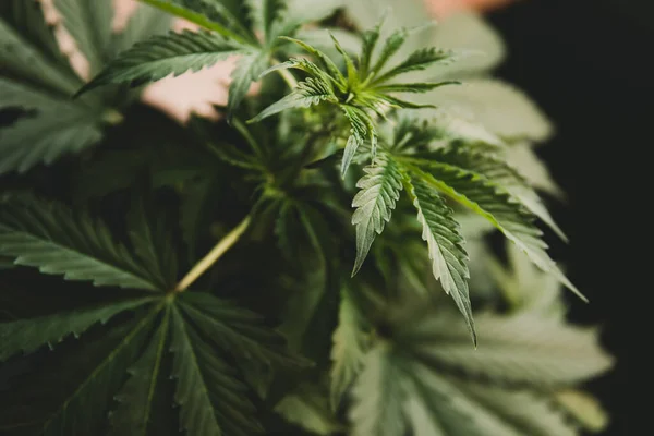 Bakgrund Grön Svart Bakgrund Hampa Cbd Marijuana Vegetation Växter Odling — Stockfoto
