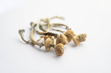 Büyülü mantarı kapat. Psikedelik ilaç. Kuru Psilocybe cubensis. Psilosibin mantarı. Albino bir tür. Beyaz arka plan. Psilosibin mantarı..